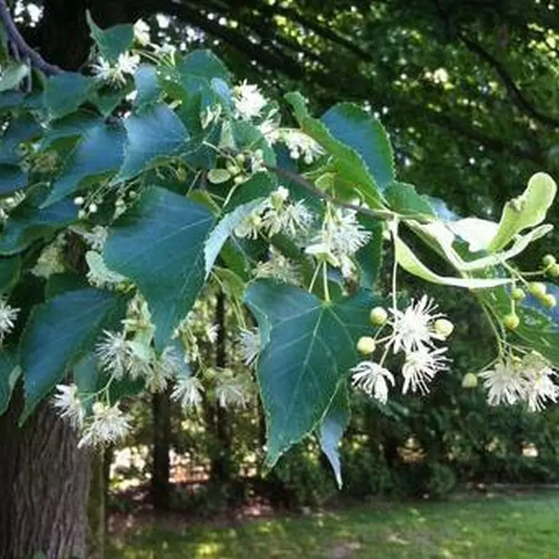 Tilia cordata 'Greenspire' (SMÅBLADET LIND)