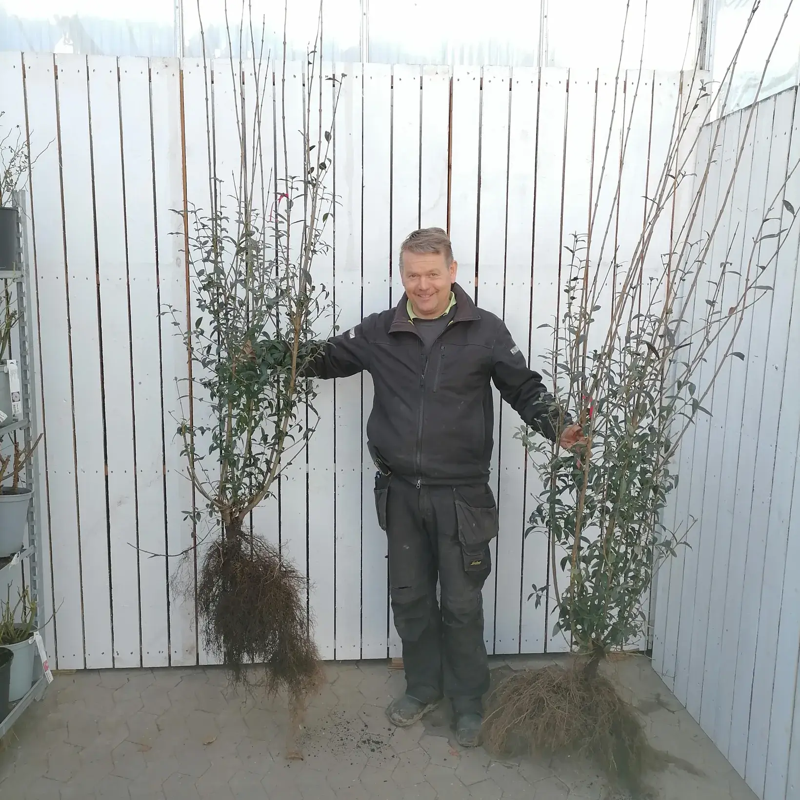 Ligustrum vulgare 'Liga' (Liguster) Salgshjde: 150-175 cm (Barrodet)