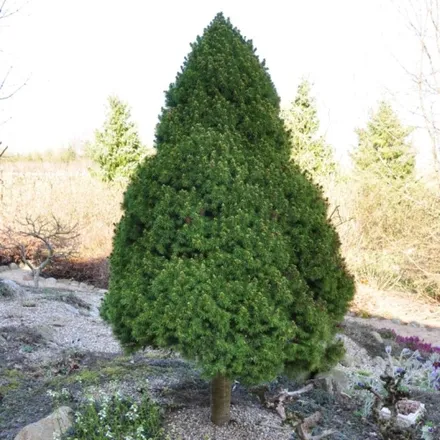 Picea 'Conica' (Sukkertopgran), Salgshøjde: 40-50 cm