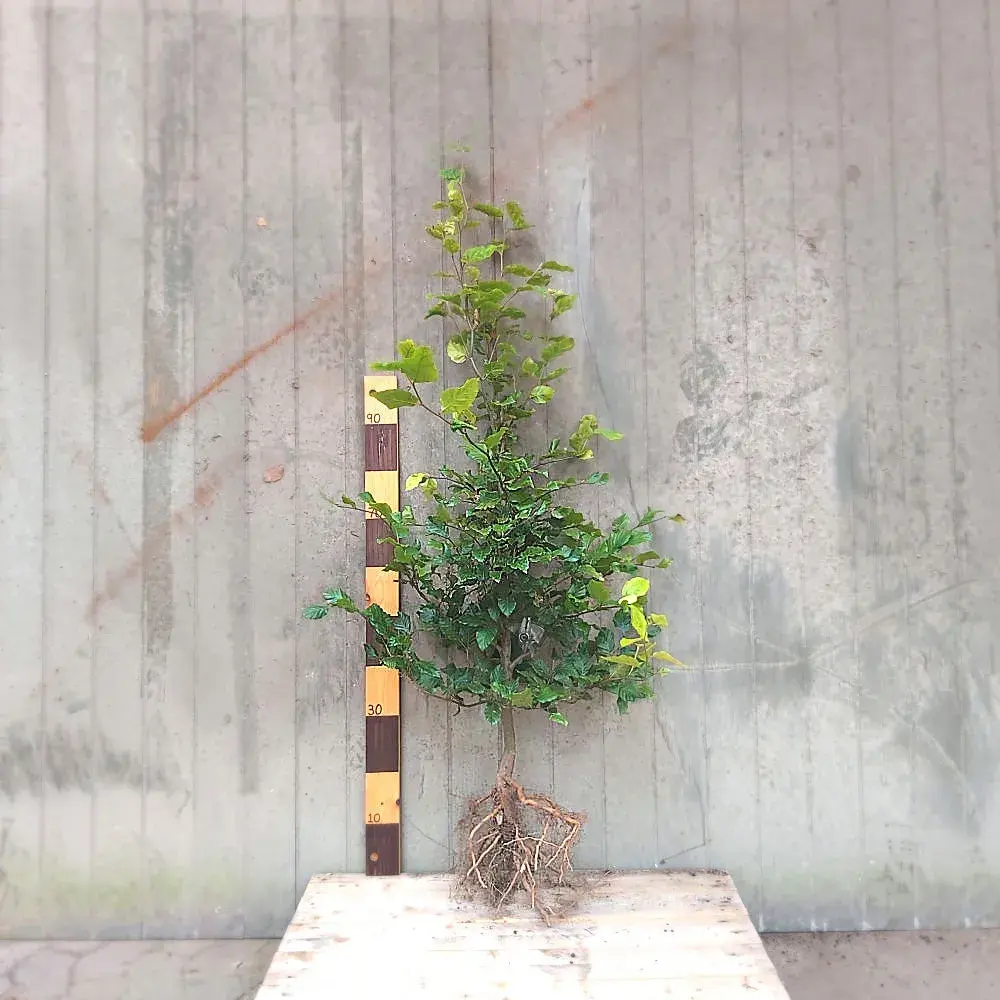 Fagus sylvatica | Alm. bøg | barrodet