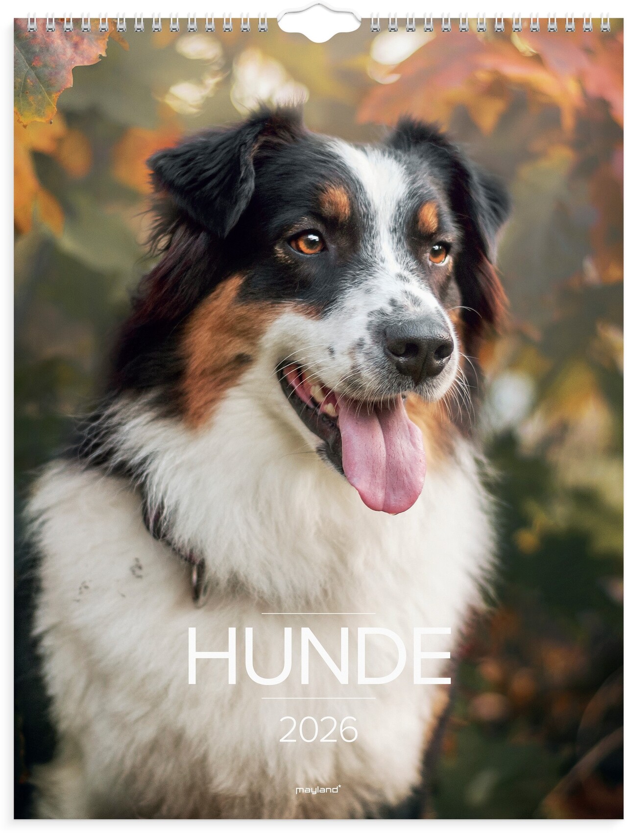 Vægkalender - Hunde - 2026 - 39,4 x 29,5 cm - 26066320