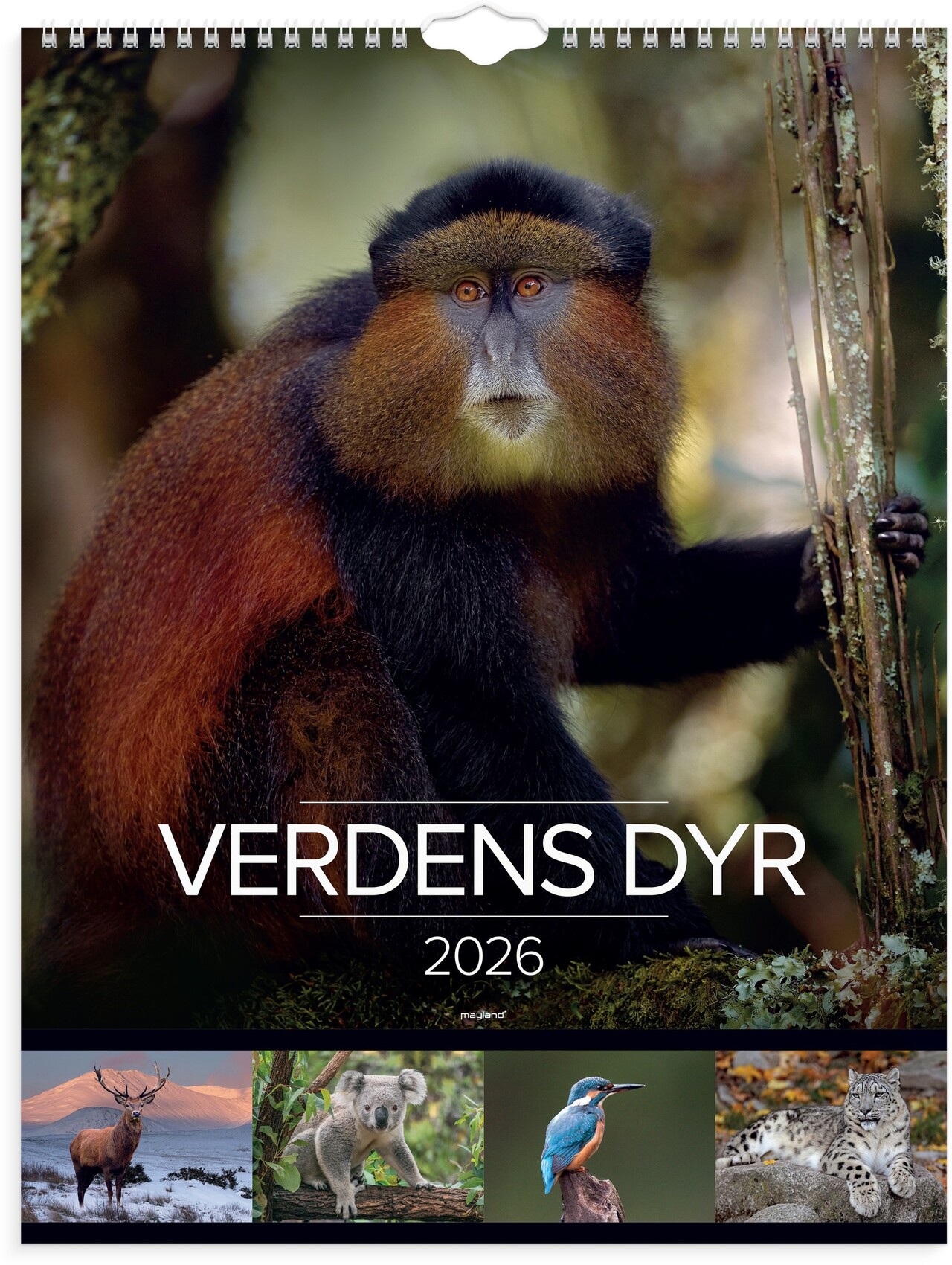 Vægkalender - Verdens dyr - 38,5 x 29,5 x 1 cm - 2026 - 26066330
