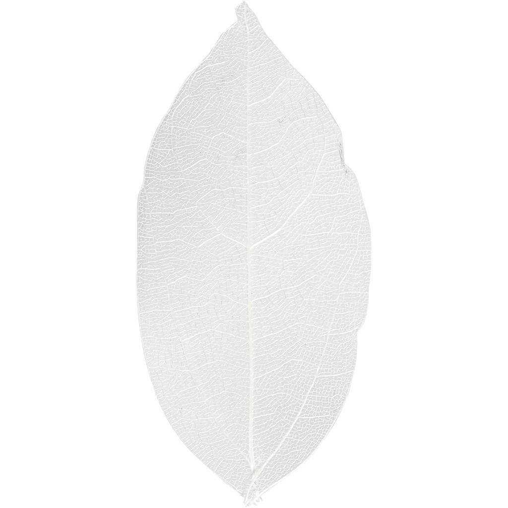 Tørrede blomster skeletblade hvid 6-8 cm - 20 stk
