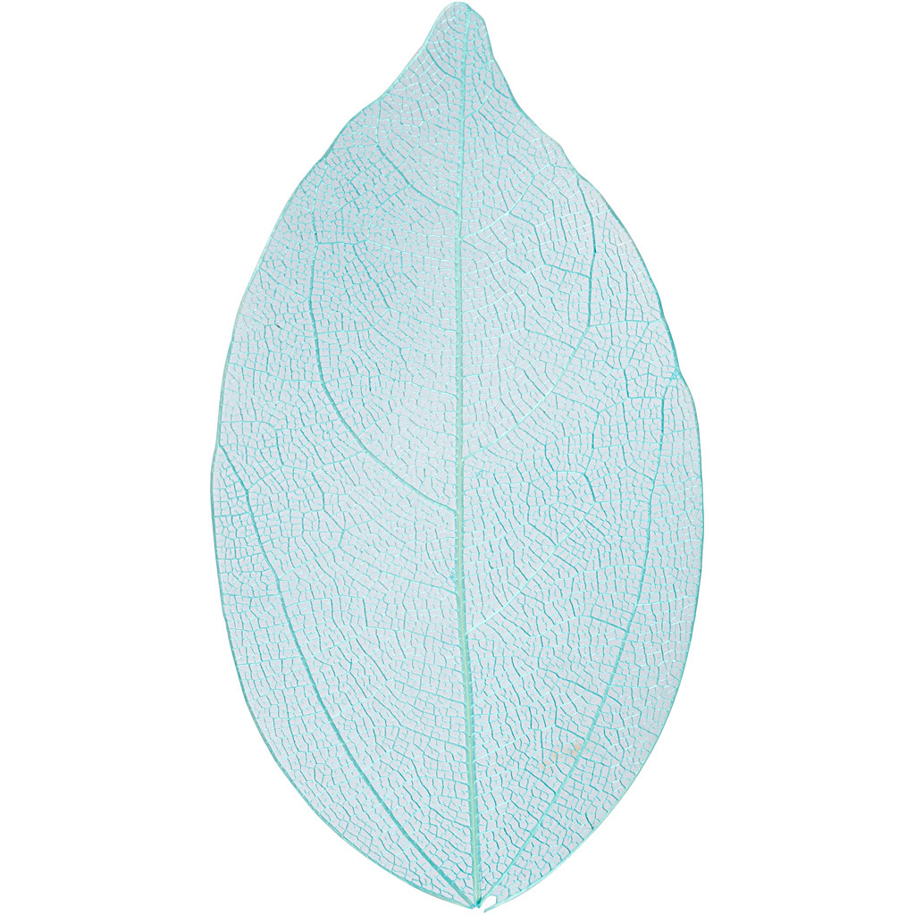 Tørrede blomster skeletblade lyseblå 6-8 cm - 20 stk