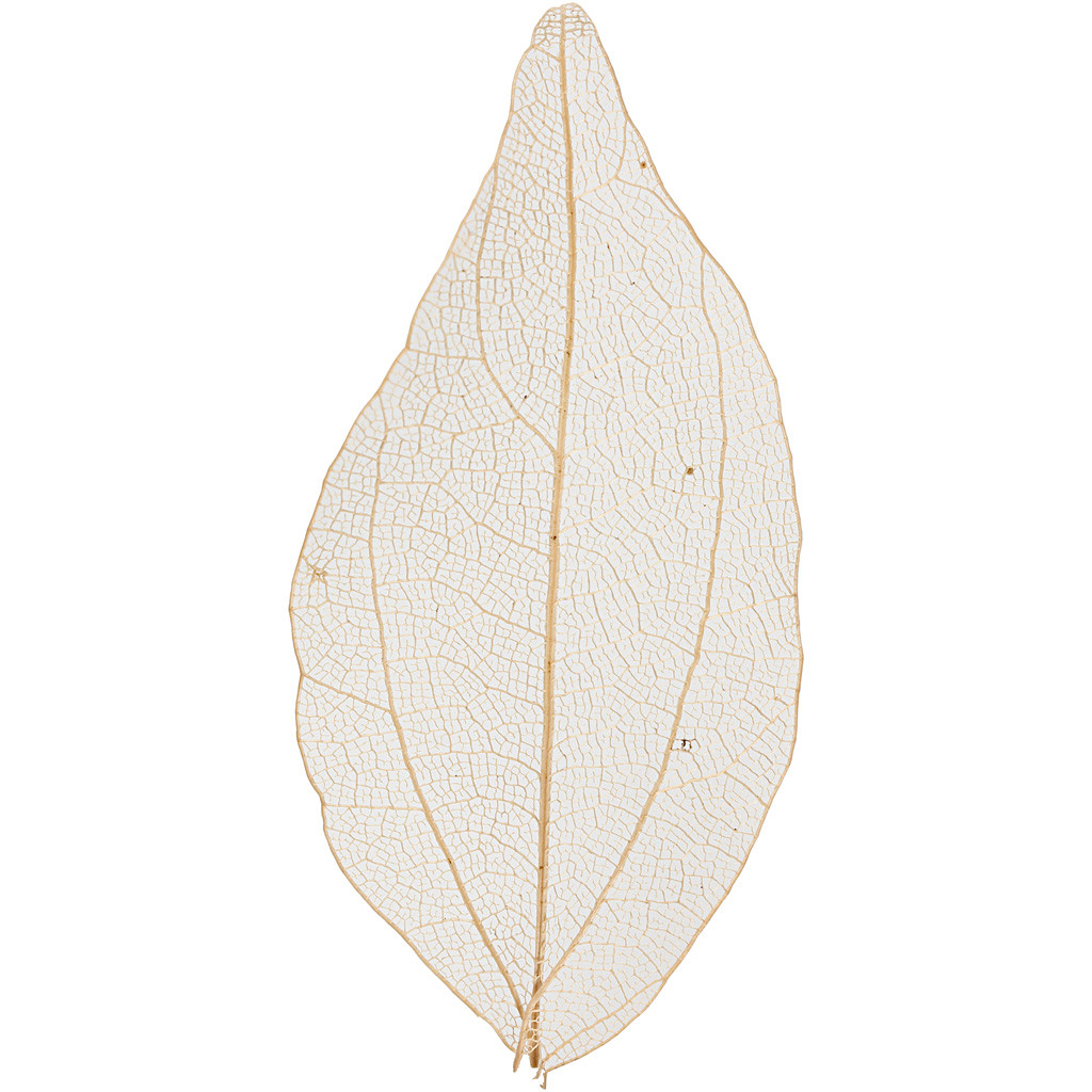 Tørrede blomster skeletblade natur 6-8 cm - 20 stk