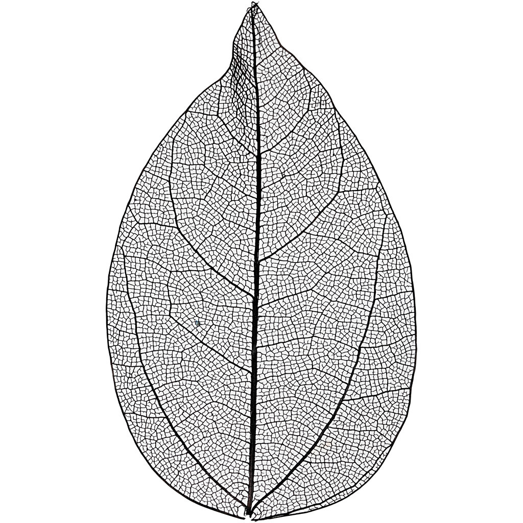 Tørrede blomster skeletblade sort 6-8 cm - 20 stk
