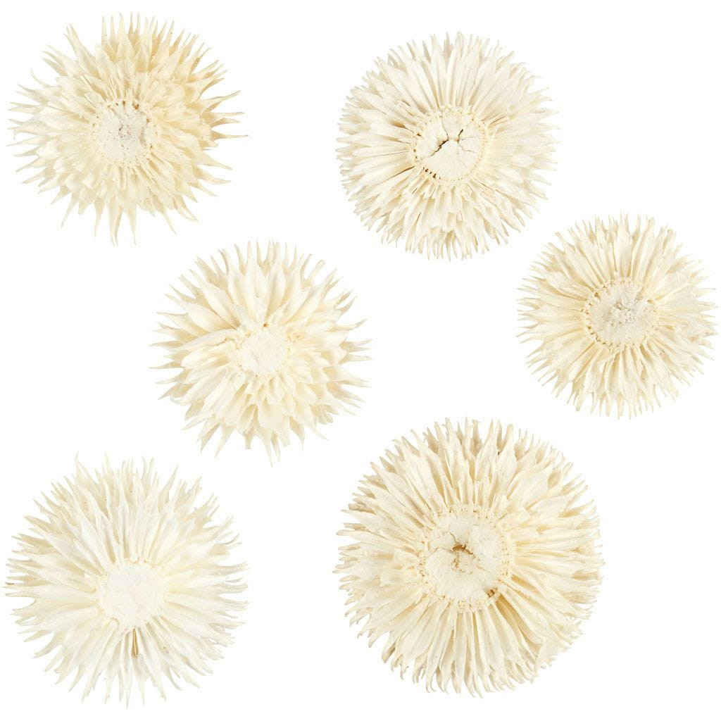 Tørrede blomster hoveder Ø3-5 cm
