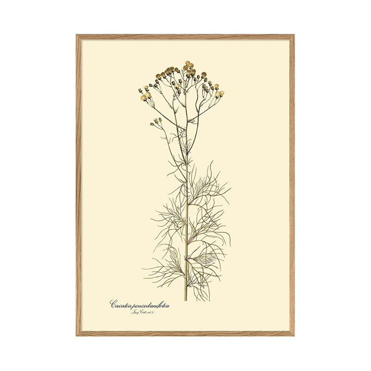 The Dybdahl Co. Cacalia Peucedanifolia Plakat