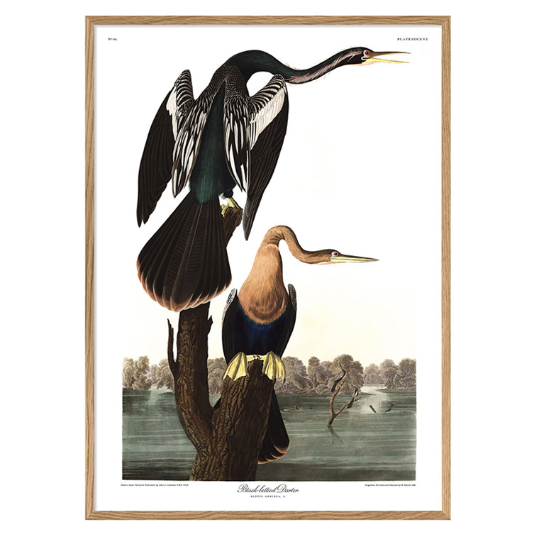 The Dybdahl Co. Black-Bellied Darter Plakat