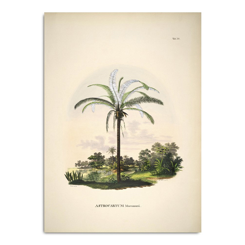 The Dybdahl Co. Astrocaryum Murumurú Plakat