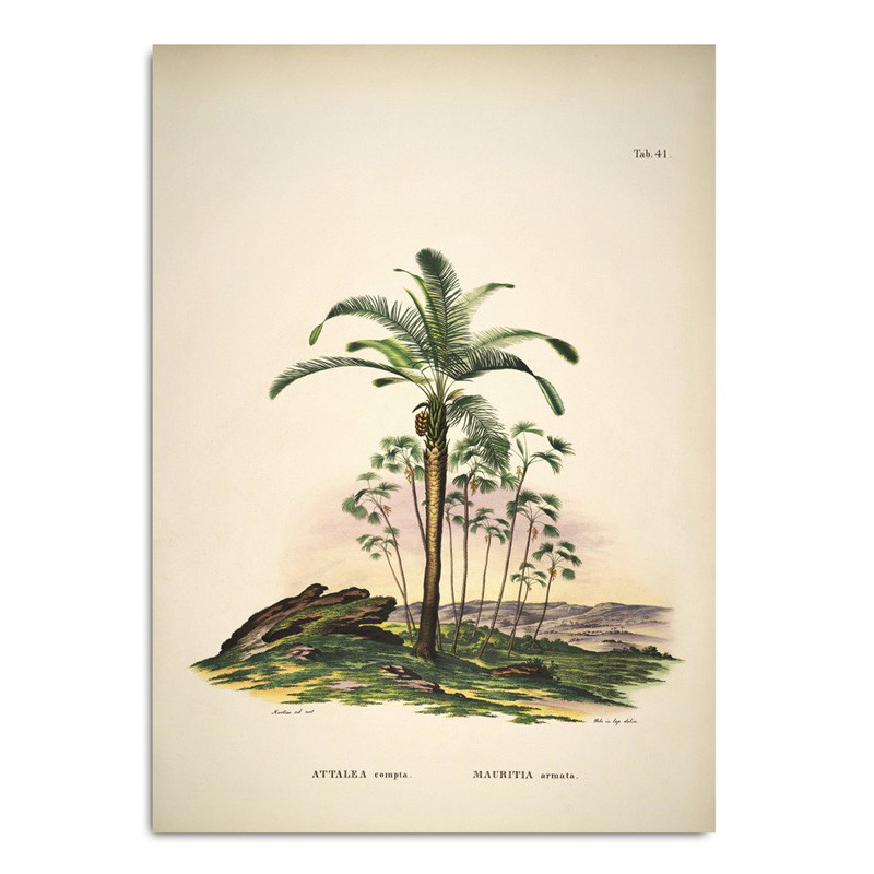 The Dybdahl Co. The Dybdahl Co. Attalea Compta Mauritia Armata Plakat Gaveideer Til Enhver Anledning