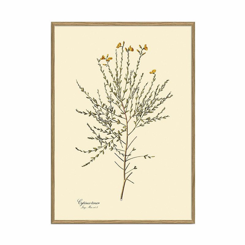 The Dybdahl Co. The Dybdahl Co. Cytisus Tener Plant Poster Dekoration Til Hjemmet
