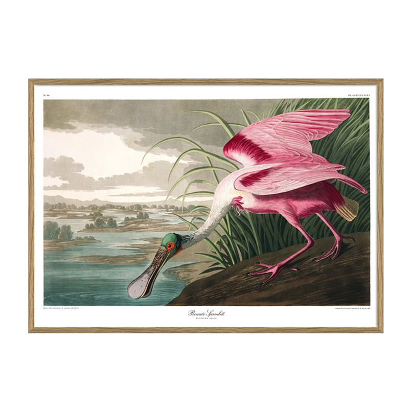 The Dybdahl Co. Roseate Spoonbill Plakat