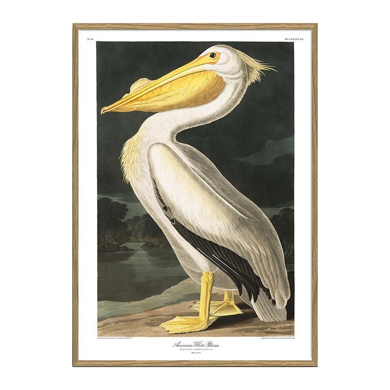 The Dybdahl Co. American White Pelikan Plakat