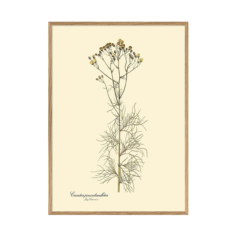 The Dybdahl Co. Cacalia Peucedanifolia Plakat Dekoration Til Hjemmet