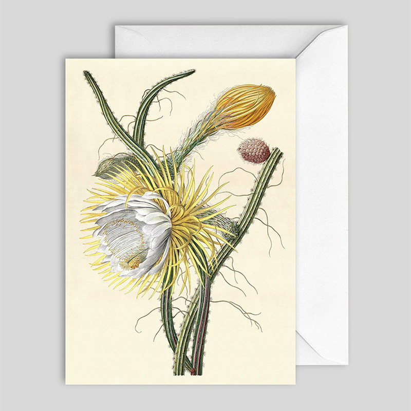 The Dybdahl Co. The Dybdahl Co. Cereus Greeting Card Nyheder Til Boligindretning