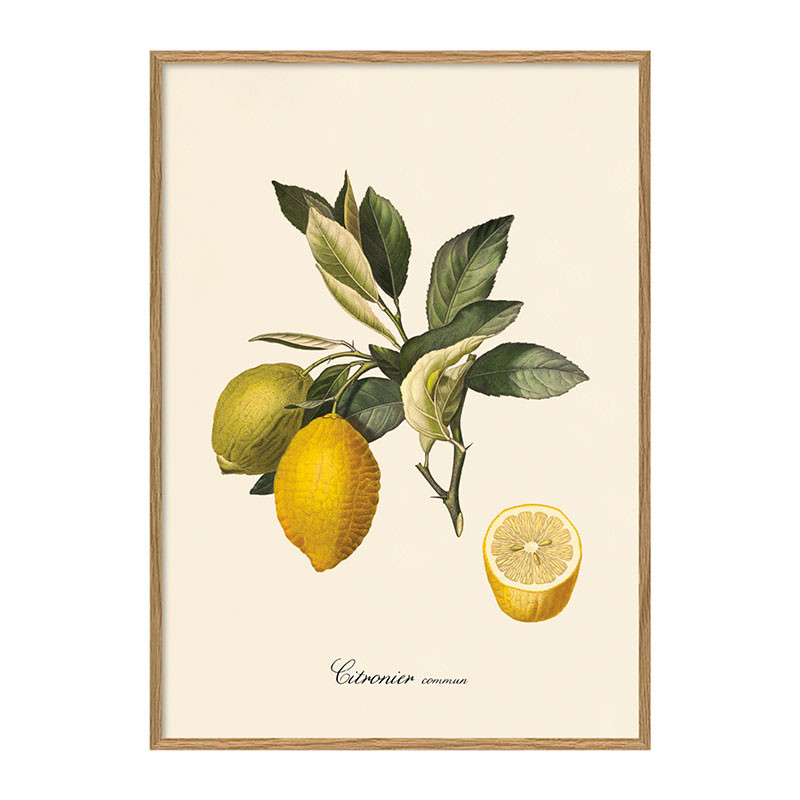 The Dybdahl Co. Citronier Plakat Dekoration Til Hjemmet