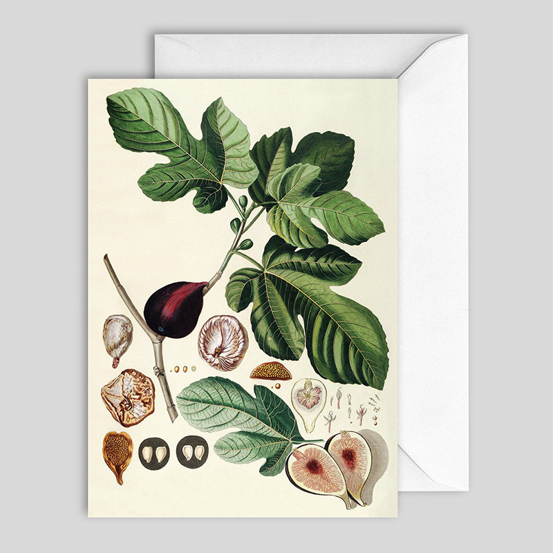 The Dybdahl Co. Ficus Greeting Card