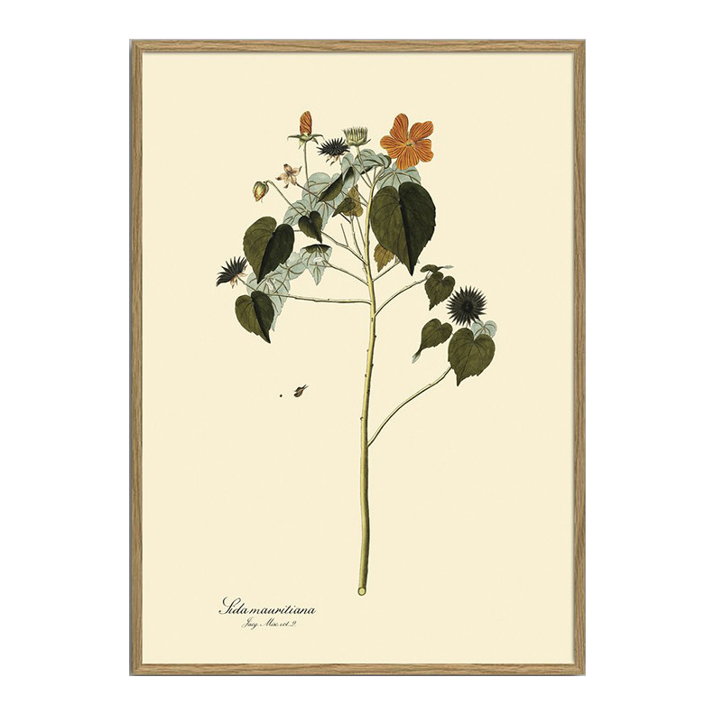 The Dybdahl Co. Sida Mauritiana Plant Poster