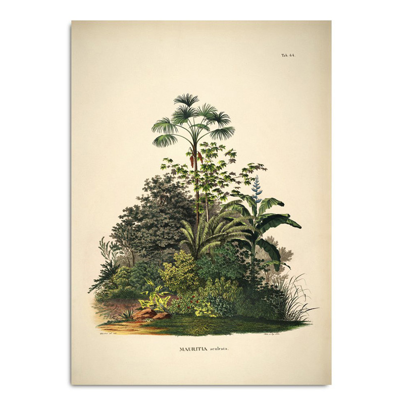 The Dybdahl Co. The Dybdahl Co. Mauritia Aculeata Plakat Gaveideer Til Enhver Anledning