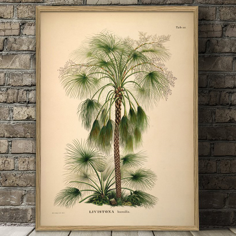 The Dybdahl Co. Livistona Humilis Plakat