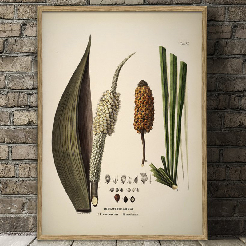 The Dybdahl Co. Diplothemium Caudescens & Maritimum Plakat Gaveideer Til Enhver Anledning