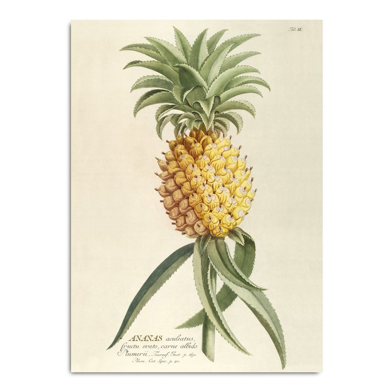 The Dybdahl Co. Ananas Plakat