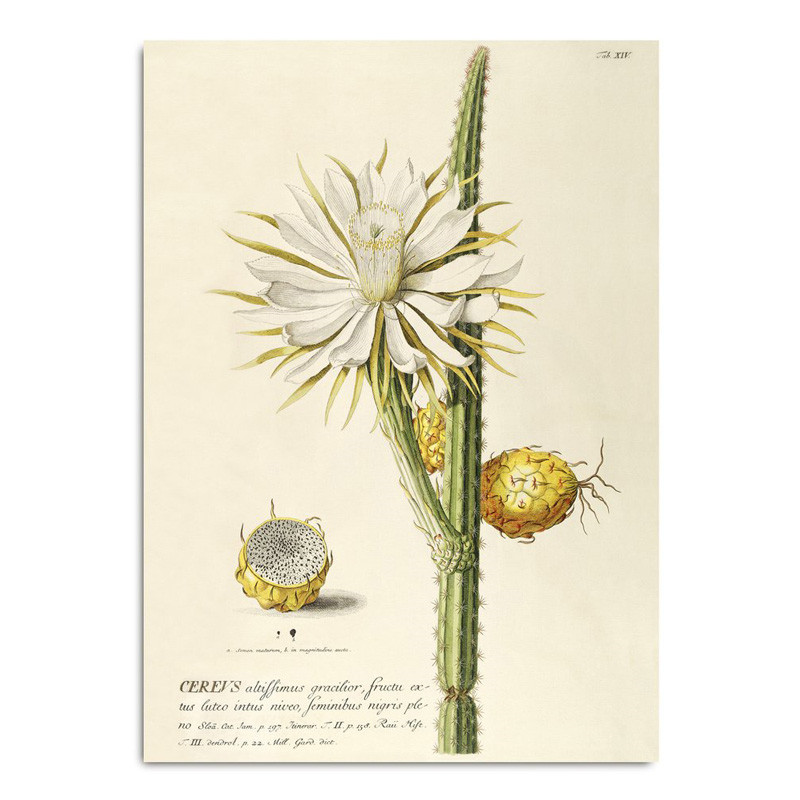 The Dybdahl Co. Cereus Plakat Gaveideer Til Enhver Anledning
