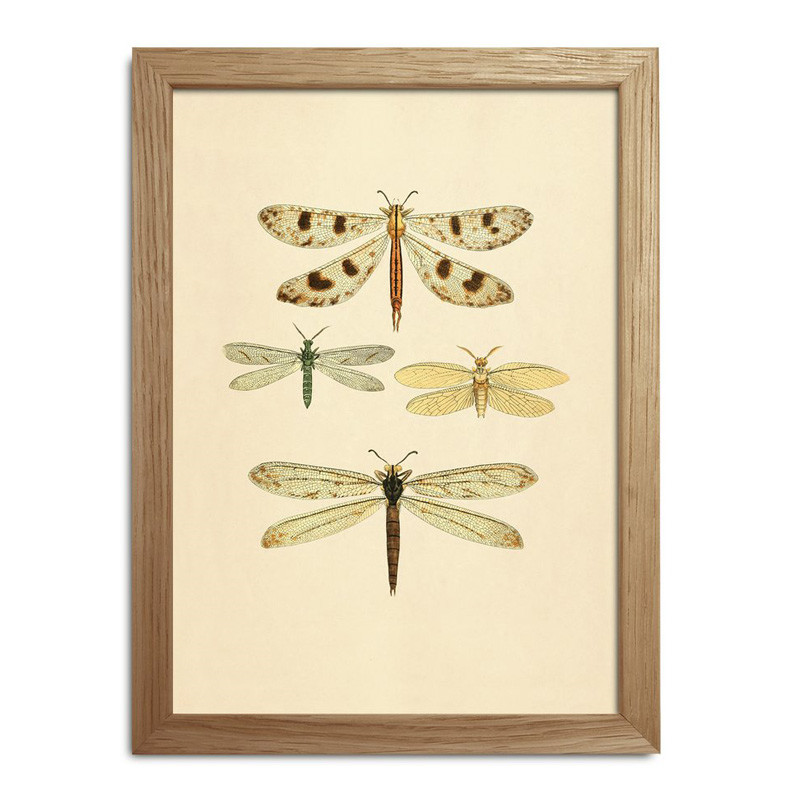 The Dybdahl Co. The Dybdahl Co. Insects Mini Print #Rc002 Stort Januarudsalg Med Op Til 70% Rabat