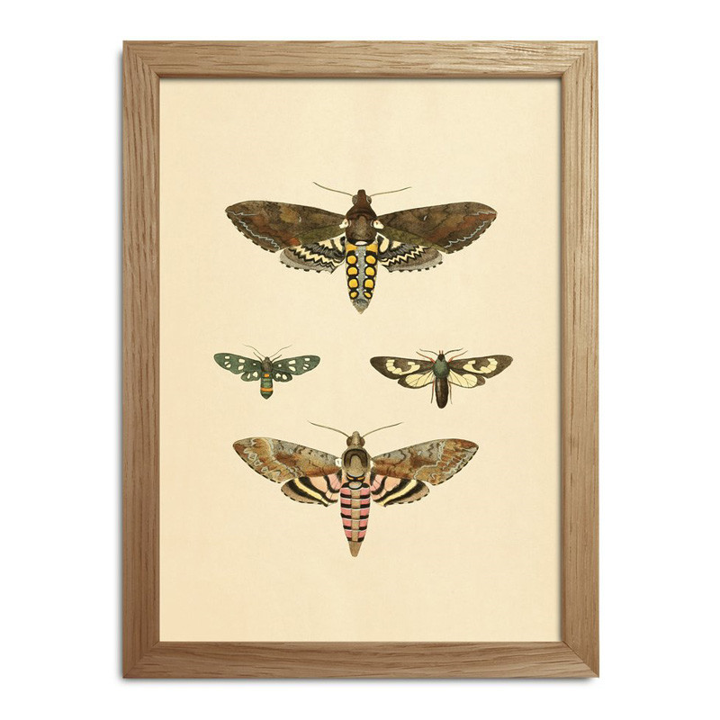 The Dybdahl Co. Insects Mini Print #Rc005