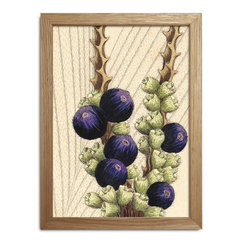 The Dybdahl Co. The Dybdahl Co. Plants Mini Print #Rc017 Gaveideer Til Enhver Anledning