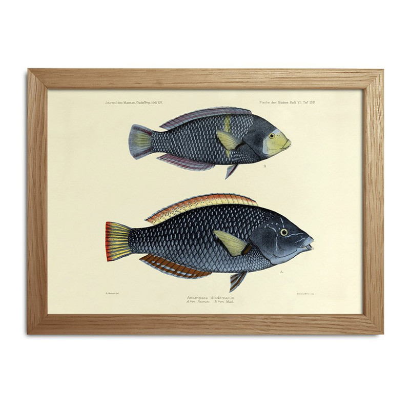 The Dybdahl Co. Fishes Mini Print #Rc028 Gaveideer Til Enhver Anledning