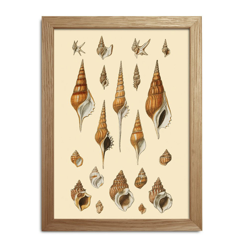 The Dybdahl Co. The Dybdahl Co. Sea Shells #Rc047 Gaveideer Til Enhver Anledning