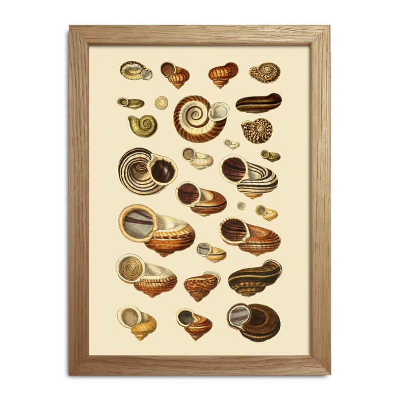 The Dybdahl Co. Sea Shells #Rc050 Dekoration Til Hjemmet