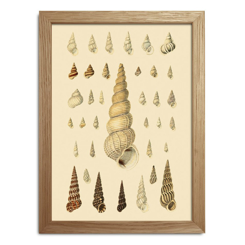 The Dybdahl Co. Sea Shells Mini Print #Rc051 Gaveideer Til Enhver Anledning