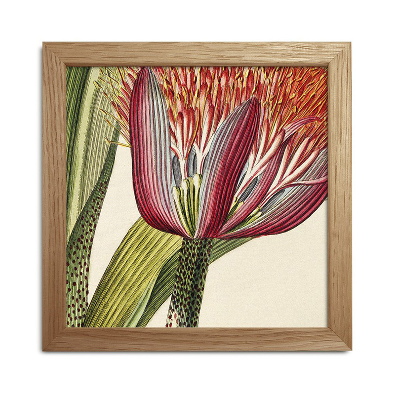 The Dybdahl Co. Plants Mini Print #Sq036