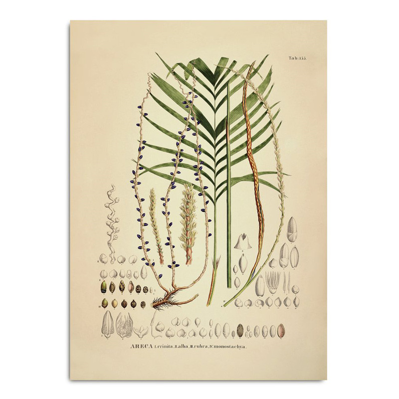 The Dybdahl Co. Areca Crinita Alba Rubra Monostachya Plakat Gaveideer Til Enhver Anledning
