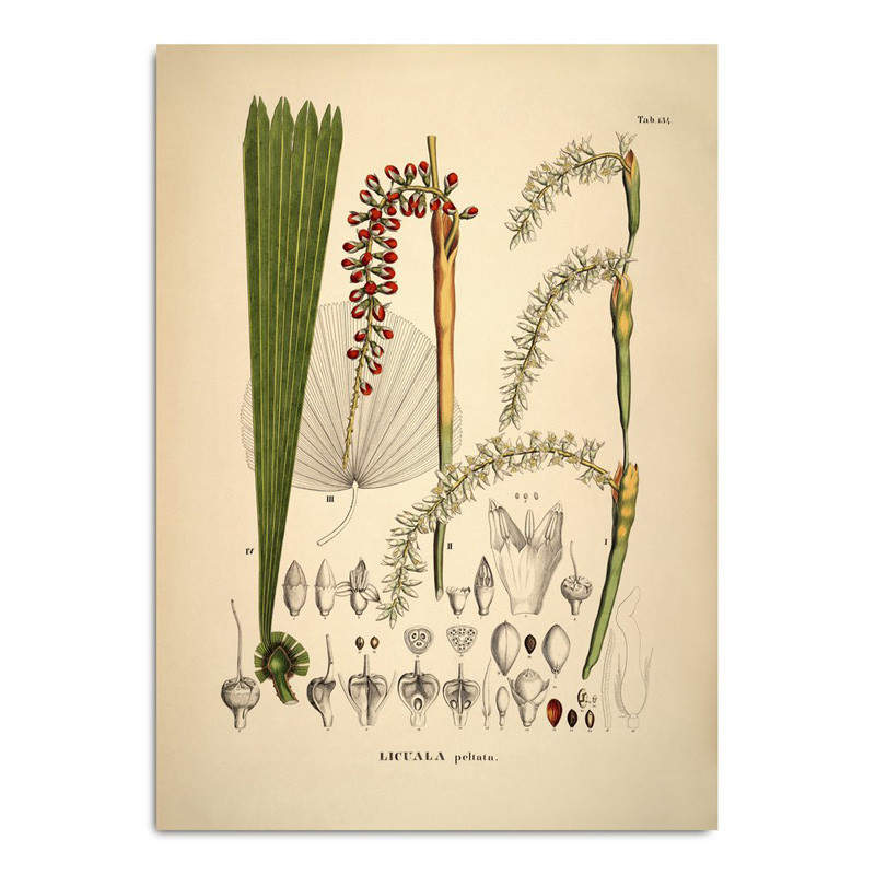 The Dybdahl Co. Licuala Plakat