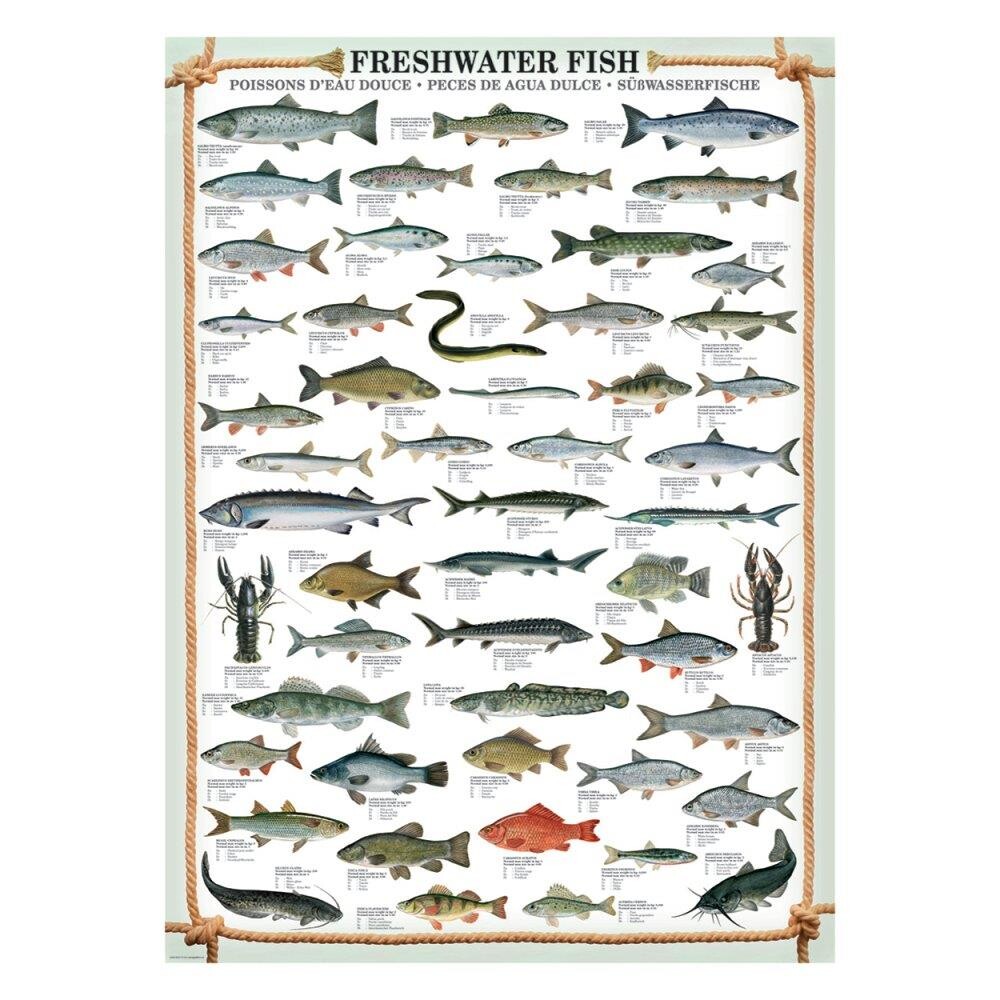 Plakat, Ferskvands fisk, mål 60 x 90 cm