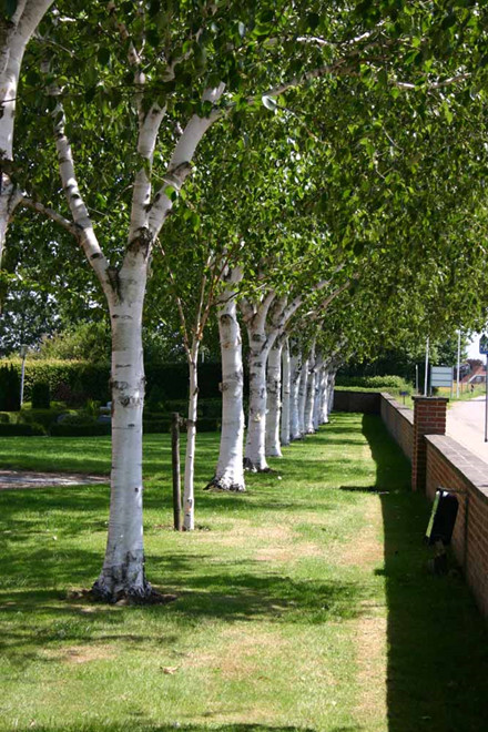 Betula utilis - Salgsstr.:  175-200 cm. - Himalayabirk 