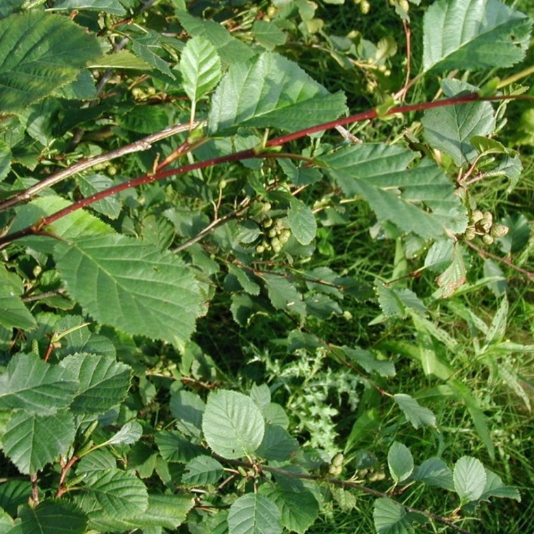 Alnus viridis (Grønel) Salgshøjde: 40-60 cm. (Barrodet bundt m/25 stk)