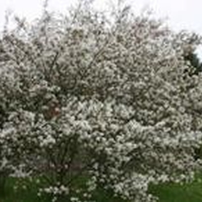 Amelanchier canadensis (Alm. Bærmispel) Salgshøjde: 50-80 cm. (Barrodet bdt m/25 stk)