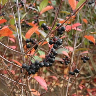 Aronia melanocarpa (Surbær) Salgsh.: 40-60 cm. (Barrodet bdt. m/25 stk)
