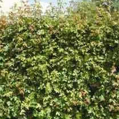 Acer campestre - (Naur) Salgshøjde: 30-50 cm. (Barrodet bundt m/25 stk)
