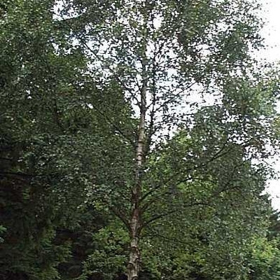 Betula pendula (verrucosa) (Vortebirk) Salgsh.: 40-60 cm. (Barrodet bdt m/25 stk)