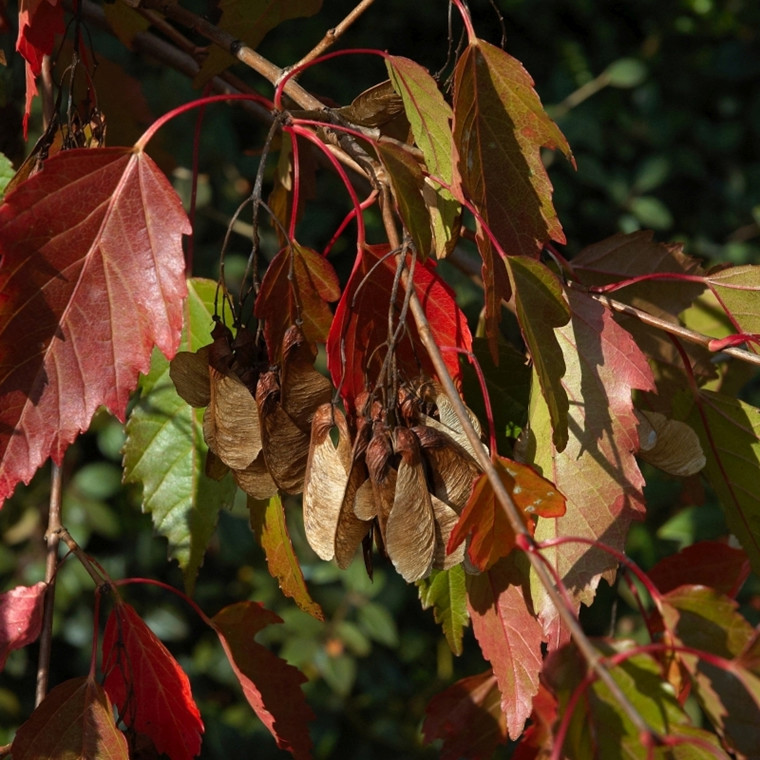 Acer ginnala ( Ildløn) Salgshøjde: 30-50 cm. (Barrodet bundt m/25 stk)