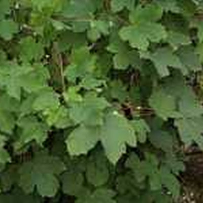 Acer pseudoplatanus (Ahorn) Salgsh.: 60-100 cm. (Barrodet bdt m/25 stk.)