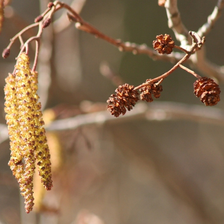 Alnus glutinosa (Rødel) Salgshøjde: 40-60 cm. (Barrodet bundt m/25 stk)
