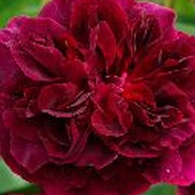 Rose Munstead Wood (engelsk rose) , barrotad