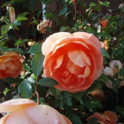 Rose Pat Austin (engelsk rose) , barrotad